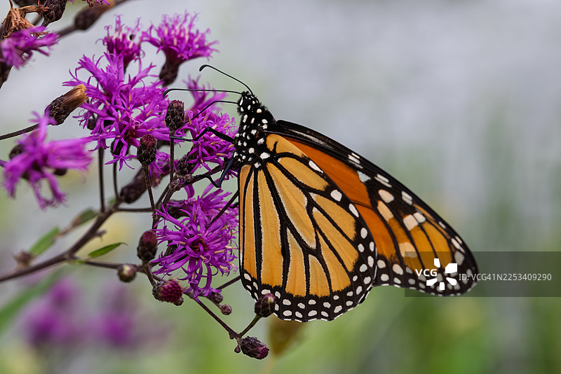自然户外环境中，一只帝王蝶在鲜艳的紫色花朵上授粉的特写图片素材