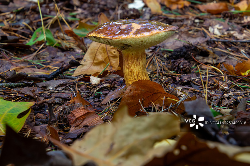 特写镜头：一朵棕色菌盖的蘑菇在森林地面上生长，周围散落着落叶和松针。图片素材