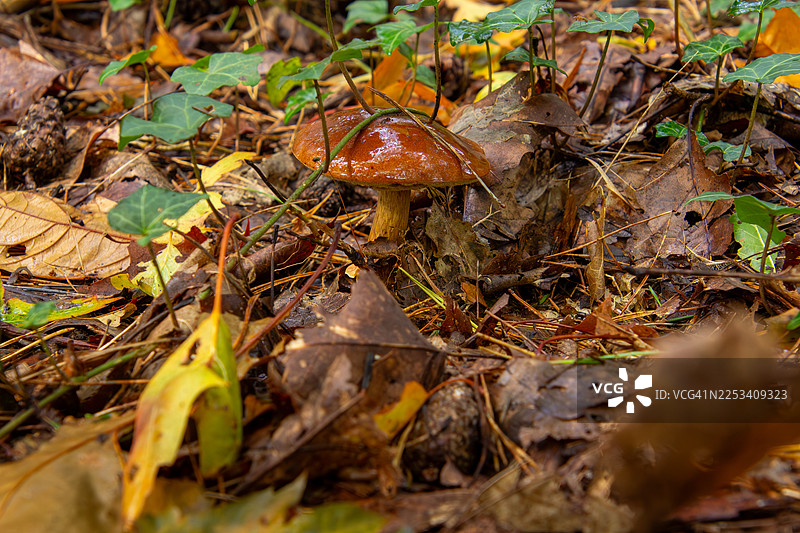 特写镜头：一株棕色蘑菇在森林地面上生长，周围环绕着秋叶和常春藤图片素材