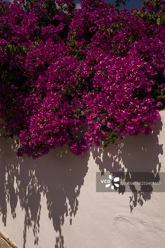 鲜艳的粉色九重葛花倾泻在白墙上，在明亮的阳光下投下错综复杂的阴影，希腊阿波罗尼亚图片素材