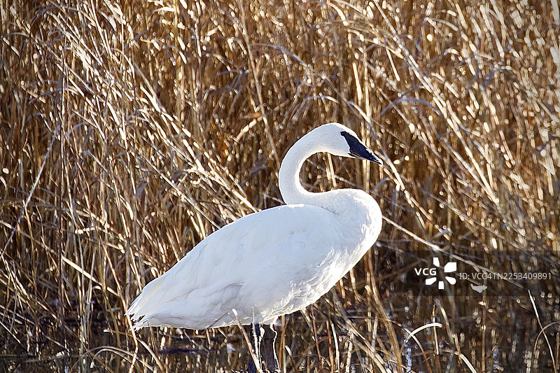 一只雄伟的白天鹅，在阳光普照的自然栖息地中，优雅地伫立在金黄的芦苇丛中图片素材