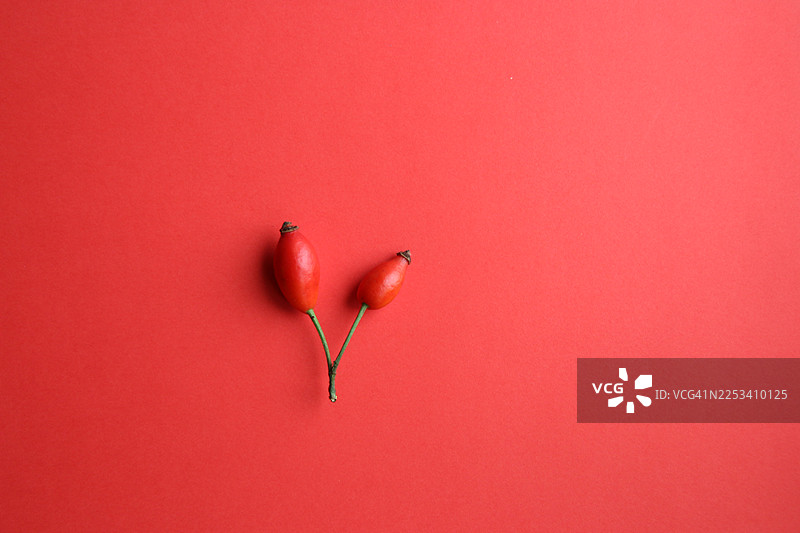 两个带绿色茎的红色玫瑰果，背景为鲜艳的红色，俯视拍摄图片素材