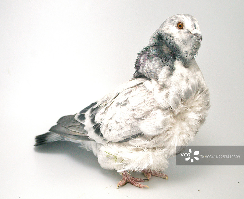 一只白灰花纹的鸽子，橙色眼睛，栖息在白色背景上，特写镜头图片素材