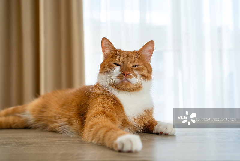 一只身上有白色斑纹的姜黄色猫咪趴在木地板上，眯着眼睛，看起来很放松，这是一个特写镜头。图片素材