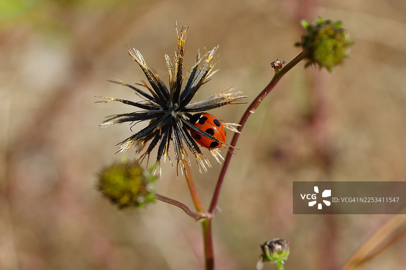 自然环境中，瓢虫停留在枯萎的种子头上特写图片素材