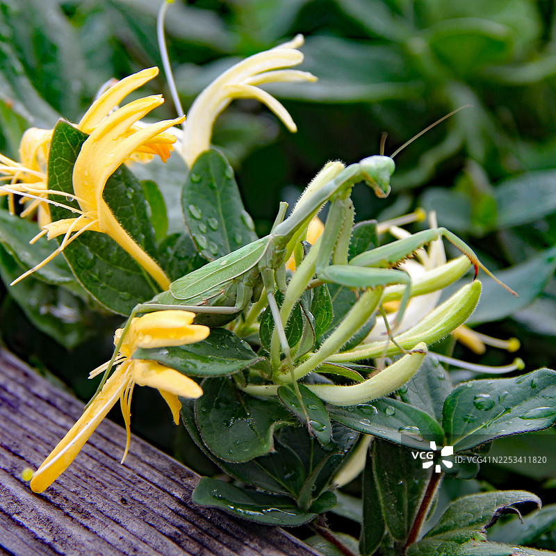 螳螂与黄色的金银花和绿叶完美融合图片素材