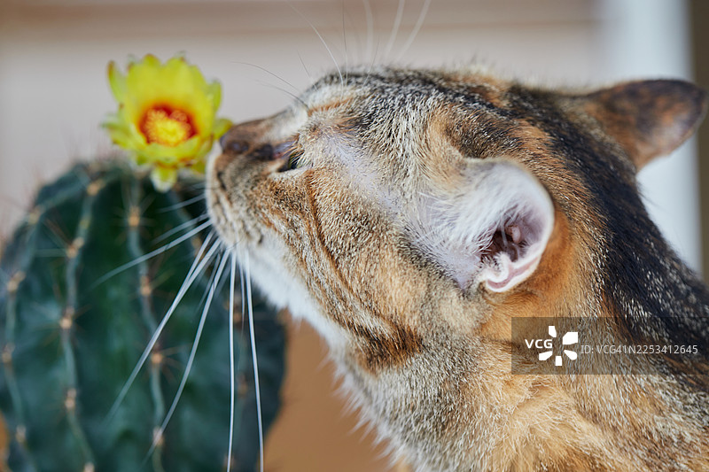 一只家猫好奇地凑近嗅闻黄色仙人掌花的特写图片素材