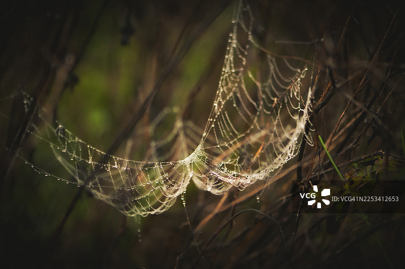 露珠点缀的湿蜘蛛网特写，在自然光下闪耀，背景是模糊的深色绿叶。图片素材