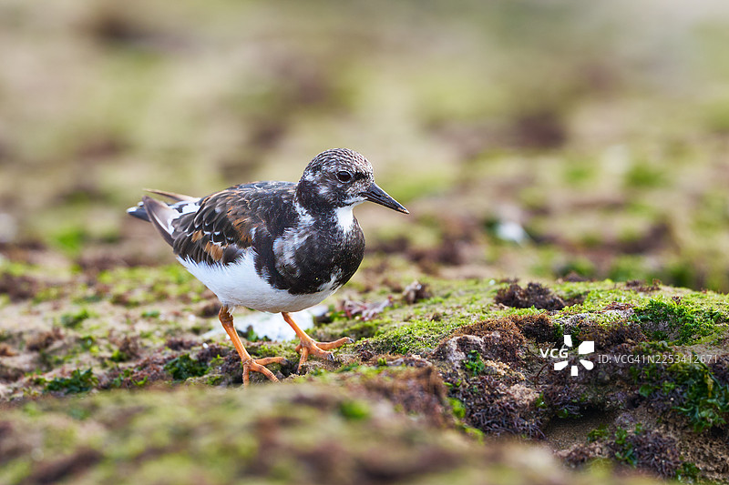 近距离拍摄一只红腹滨鹬在海边苔藓岩石上栖息图片素材