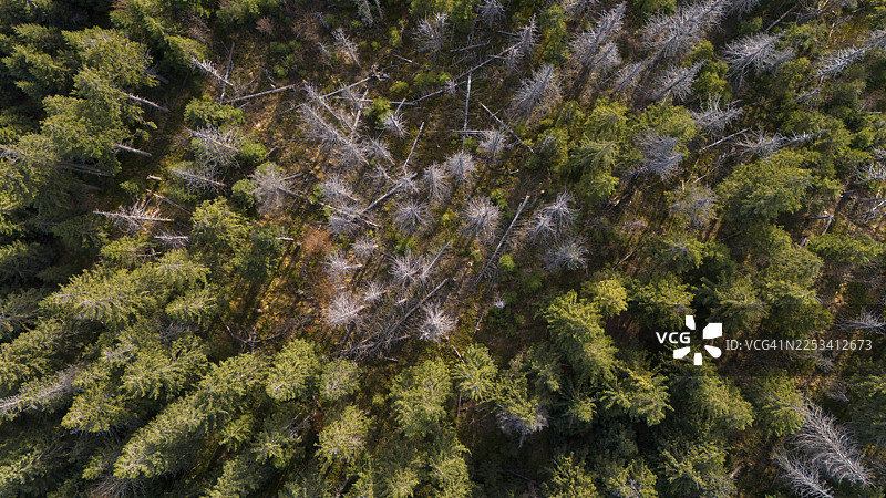 航拍森林，健康绿树与枯死倒木交织，展示森林健康状况和环境影响图片素材