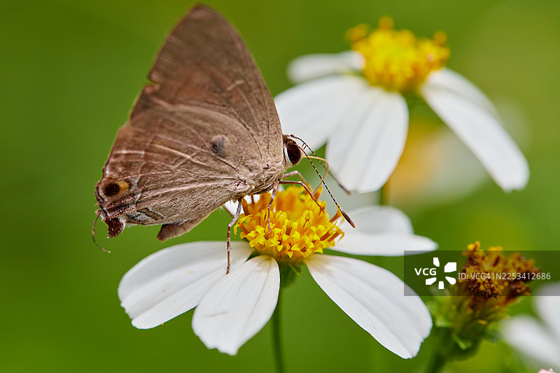 特写一只棕色蝴蝶，翅膀收拢，正在为一朵白黄相间的花朵授粉，背景为绿色。图片素材