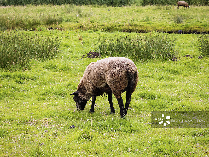 阳光明媚的日子里，一只绵羊在郁郁葱葱的绿色牧场上悠闲地吃草图片素材