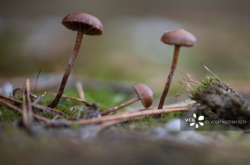 特写：苔藓森林地面上生长着小棕蘑，周围散落着松针图片素材