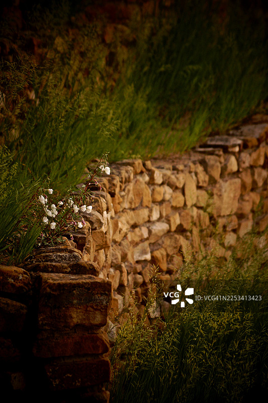 生长在质朴石墙上的白色花朵，周围环绕着茂密的绿草，营造出自然之美与宁静之感图片素材