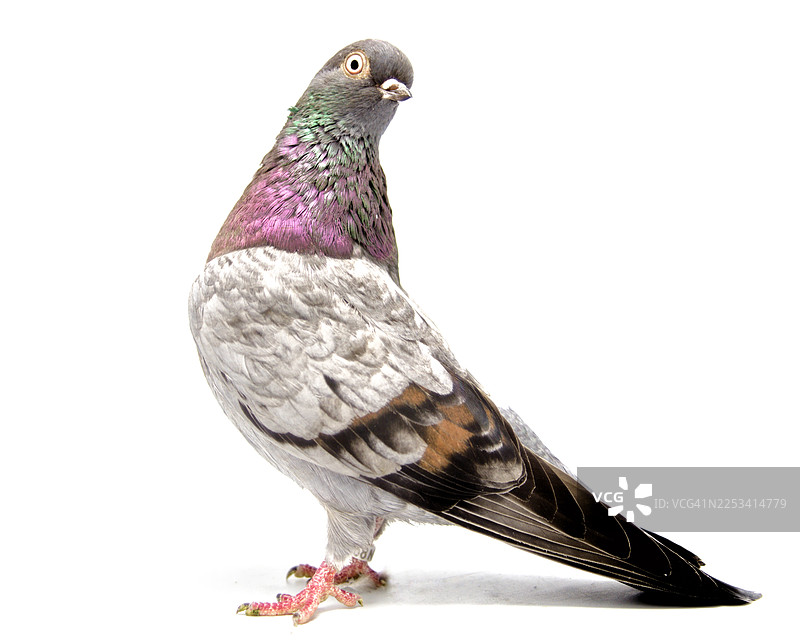 一只鸽子在白色背景上，羽毛闪烁着虹彩光泽，正看向镜头，特写镜头图片素材