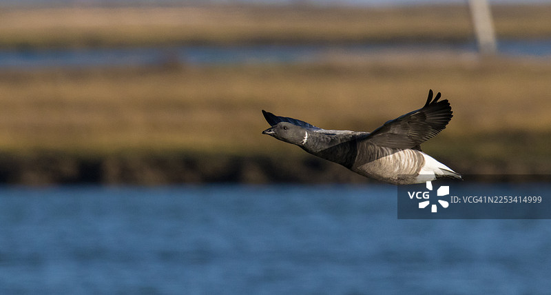 飞翔的黑雁掠过宁静的湖面，展示着它们优雅的翼展和栖息地图片素材
