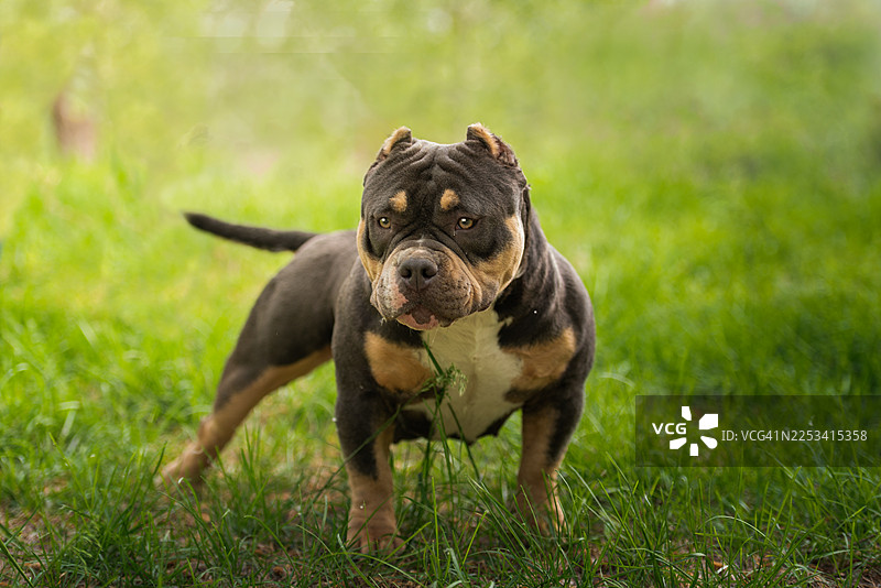 一只美国恶霸犬站在绿草田野里的肖像图片素材
