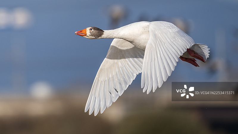 特写一只在蓝天背景下飞行的白色家鹅，展示了它的翅膀和橙色喙图片素材