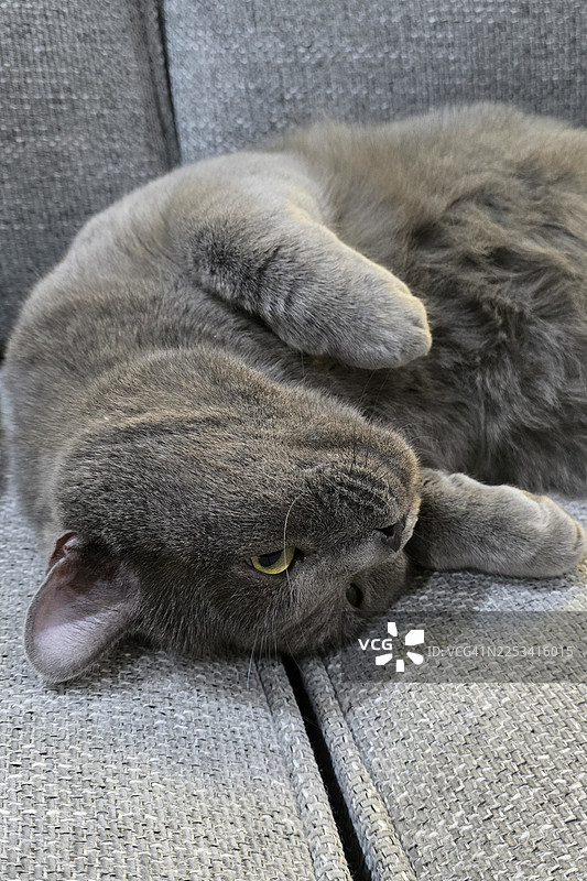 一只可爱的灰色猫咪舒适地躺在沙发上的特写图片素材