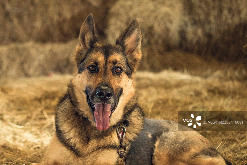 一幅快乐的德国牧羊犬躺在谷仓的干草上喘气的肖像图片素材