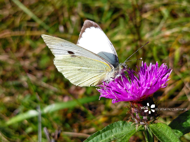 阳光明媚的户外，一只带有黑点的白色蝴蝶正在为一朵鲜艳的紫色花朵授粉的特写。图片素材