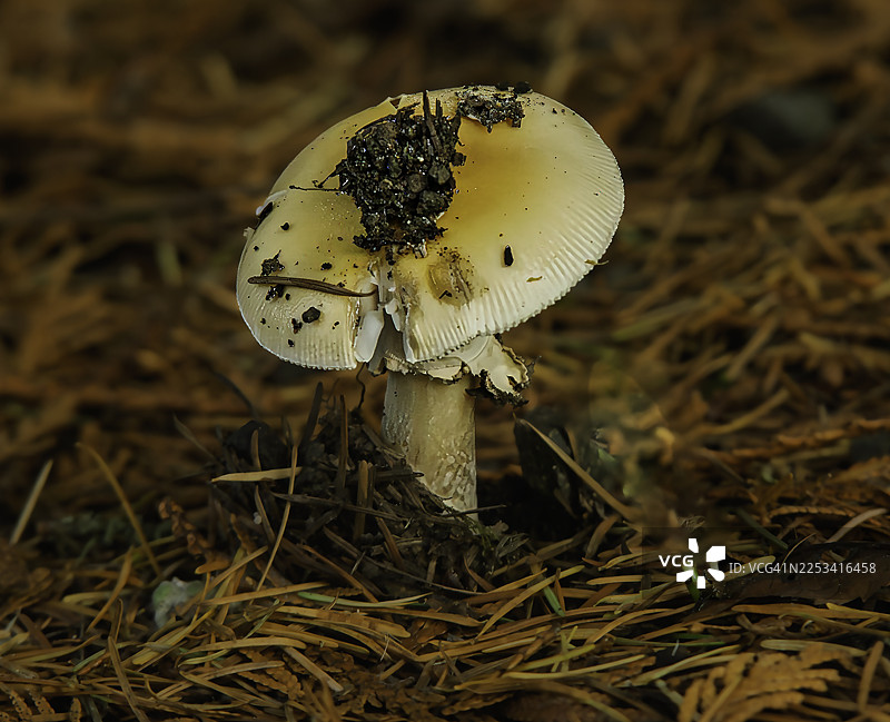 特写镜头，一只蘑菇的菌盖上沾有泥土，周围散落着干枯的松针和落叶，置身于森林环境中图片素材