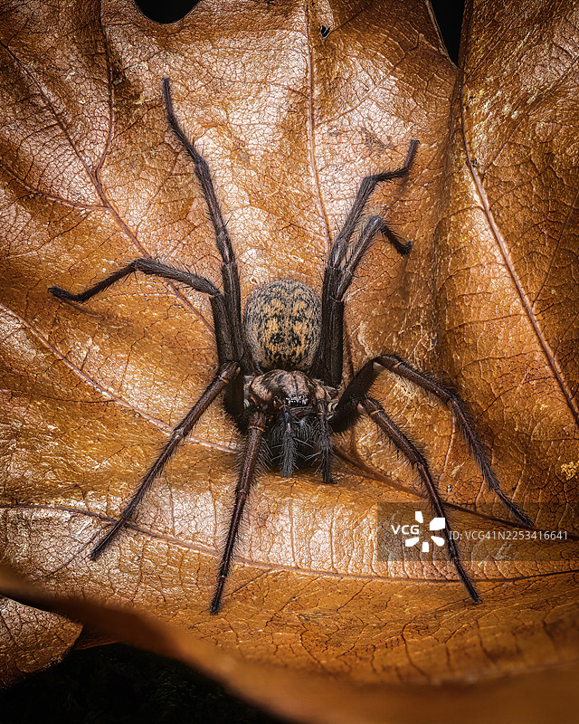 特写镜头下，一只蜘蛛停留在枯叶上，展现出精美的细节和纹理图片素材