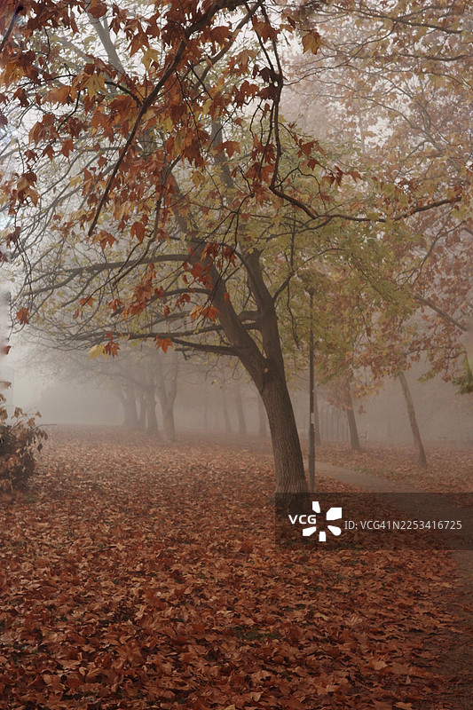 秋日清晨，薄雾笼罩公园，落叶铺满地面，树叶色彩斑斓，波斯尼亚和黑塞哥维那，巴尼亚卢卡图片素材