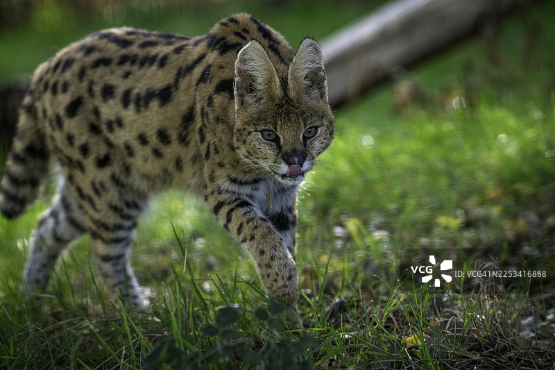 一只薮猫走在绿草丛中，舌头微微露出，置身于自然的户外环境中图片素材