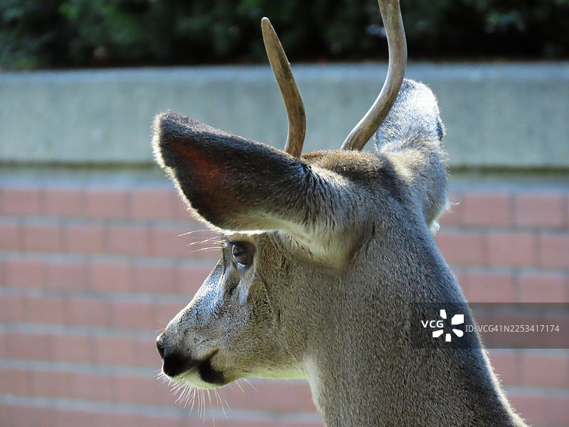 一只雄伟的鹿的特写侧面肖像，鹿角清晰可见，展现了其自然之美和与野生动物的联系图片素材