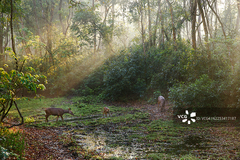 阳光穿过薄雾笼罩的秋季森林，鹿在泥泞的池塘边吃草图片素材