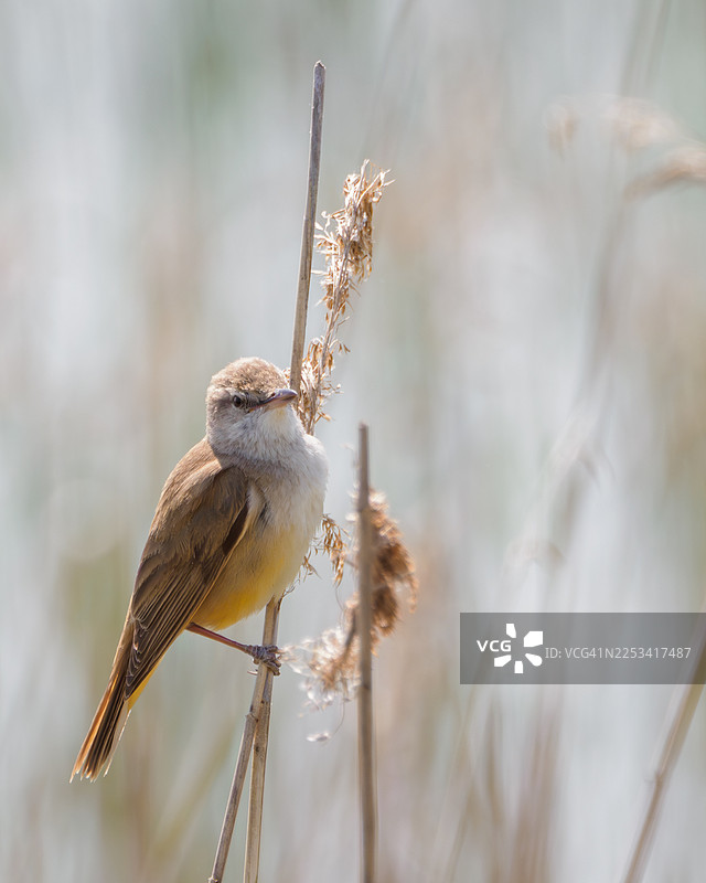 白天，一只小鸟栖息在自然湿地环境中干燥的芦苇上，特写镜头。图片素材