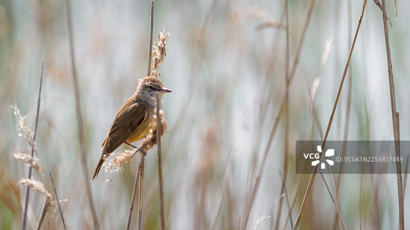 特写：一只鸟栖息在自然栖息地的植物茎上图片素材