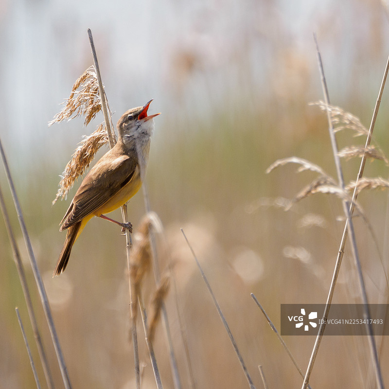 特写镜头，一只鸟站在植物上，张着嘴歌唱图片素材