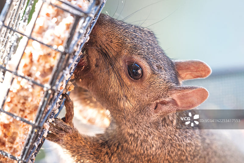 特写一只松鼠在喂食器上觅食，展示其细腻的毛发和好奇的眼神图片素材