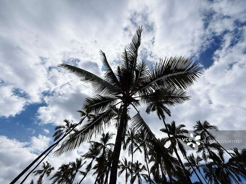 仰视拍摄的棕榈树和多云的天空图片素材