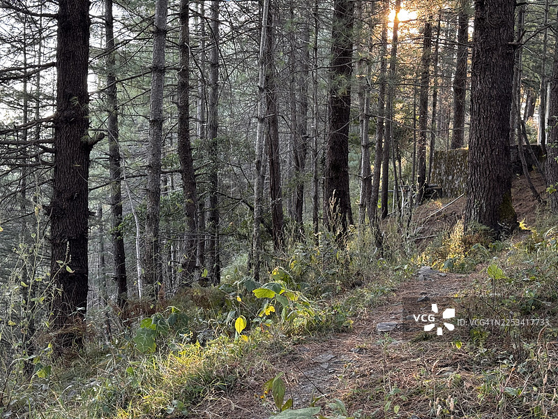 阳光穿过茂密的松树林，一条蜿蜒的小路在其中延伸图片素材