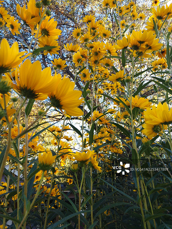 阳光明媚的花园里，鲜艳的黄色开花植物朝着天空生长图片素材
