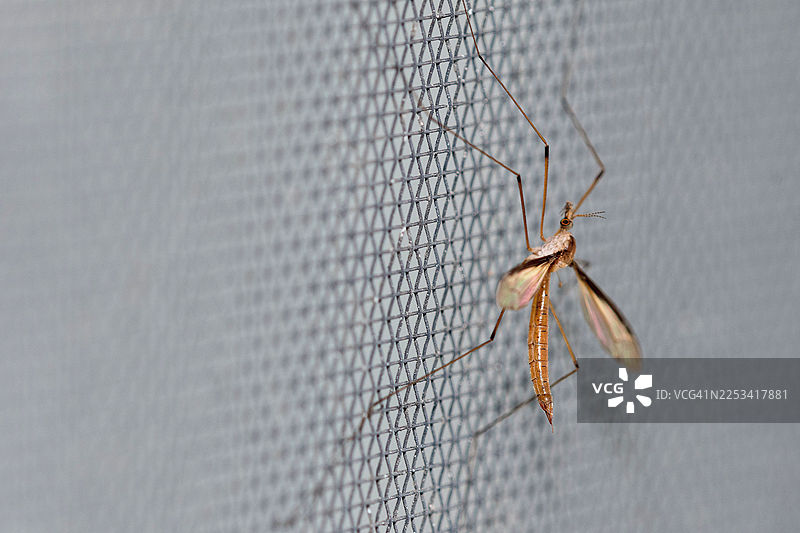 窗纱上长脚蚊的特写，展示了其身体和翅膀的精致细节图片素材