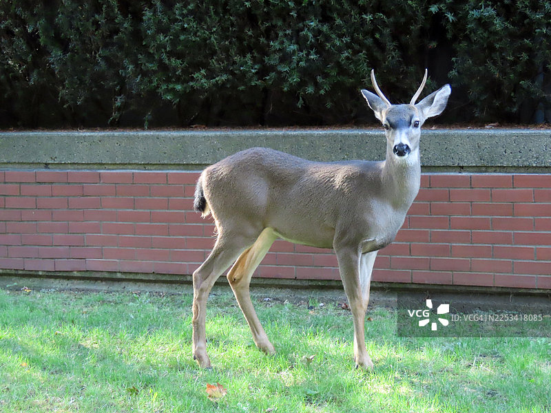 一只长着小鹿角的年轻鹿的肖像，它站在草地上，直视着镜头图片素材