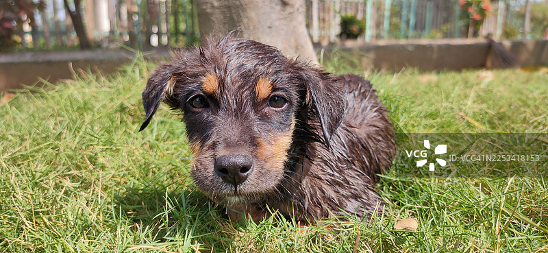 阳光明媚的白天，一只可爱湿漉漉的小狗在绿草地上休息图片素材