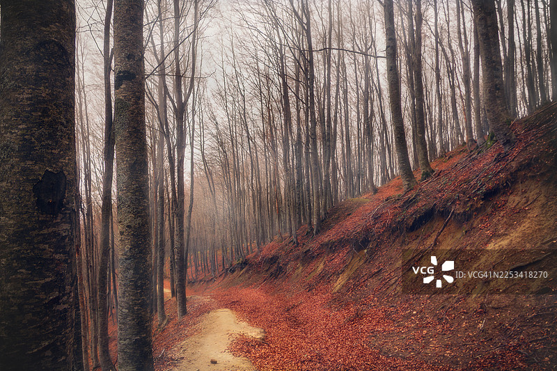 一条狭窄的泥土小路蜿蜒穿过一片薄雾笼罩的、光秃秃的树林，地面上覆盖着鲜艳的秋叶，意大利，圣玛丽亚罗卡，切波图片素材