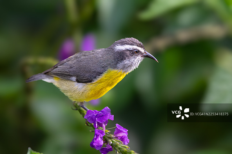特写：一只小型香蕉莺栖息在自然界中充满活力的紫色花朵上图片素材