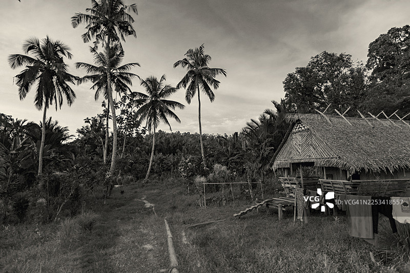 传统茅草屋，坐落于热带景观的棕榈树和茂密植被之间，黑白摄影，印度尼西亚图片素材