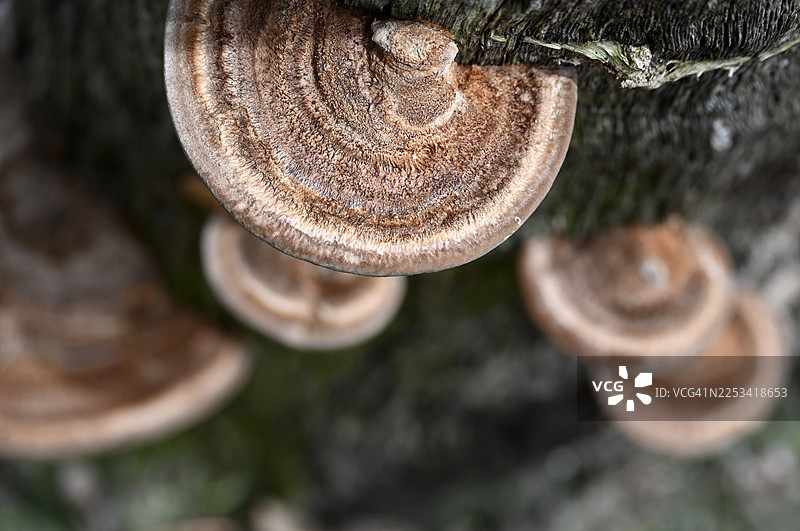 树上的真菌图片素材