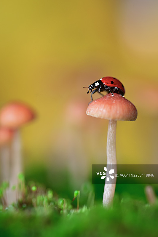 在郁郁葱葱的苔藓环境中，一只瓢虫栖息在一朵娇嫩的蘑菇上的鲜艳特写图片素材