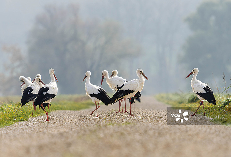 一群鹳鸟聚集在乡村朦胧景色中的一条碎石小径上图片素材