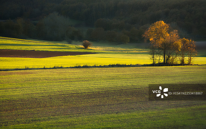 金色光芒照亮了生机勃勃的绿棕色田野，背景是树木，展示了日落时分的自然之美，意大利塞拉瓦莱迪基恩蒂，切西图片素材
