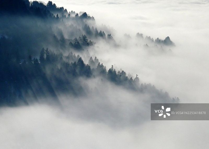 薄雾笼罩的森林景观，树木从雾海中显现，营造出宁静而神秘的氛围，巴基斯坦图片素材