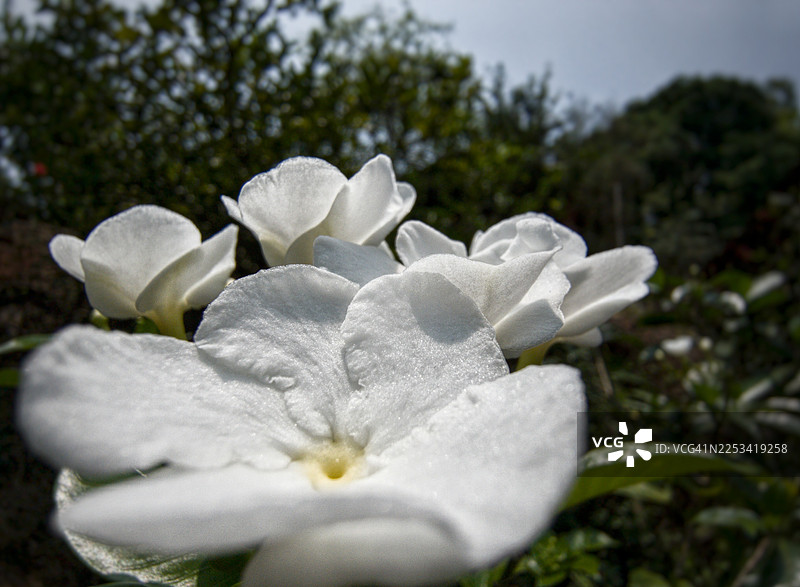 明亮天空下，充满活力的白色开花植物与葱郁的绿叶特写图片素材